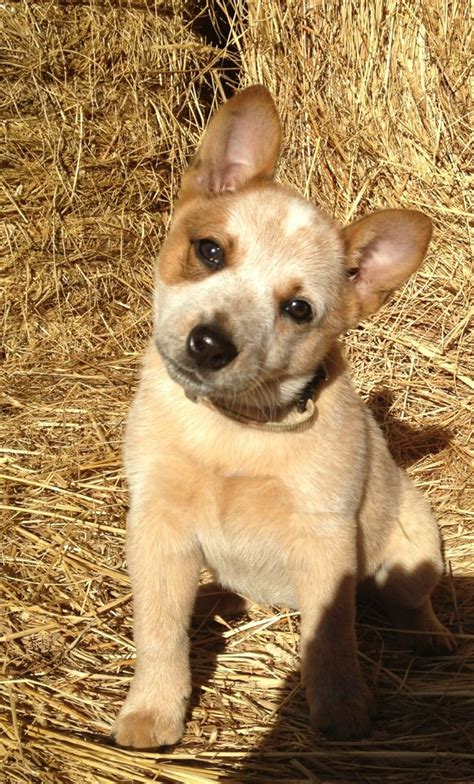 Red Heeler Puppies For Sale In Ohio. Australian Cattle Dogs for Sale in Toledo. 
